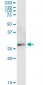 VDAC2 Antibody (monoclonal) (M01)
